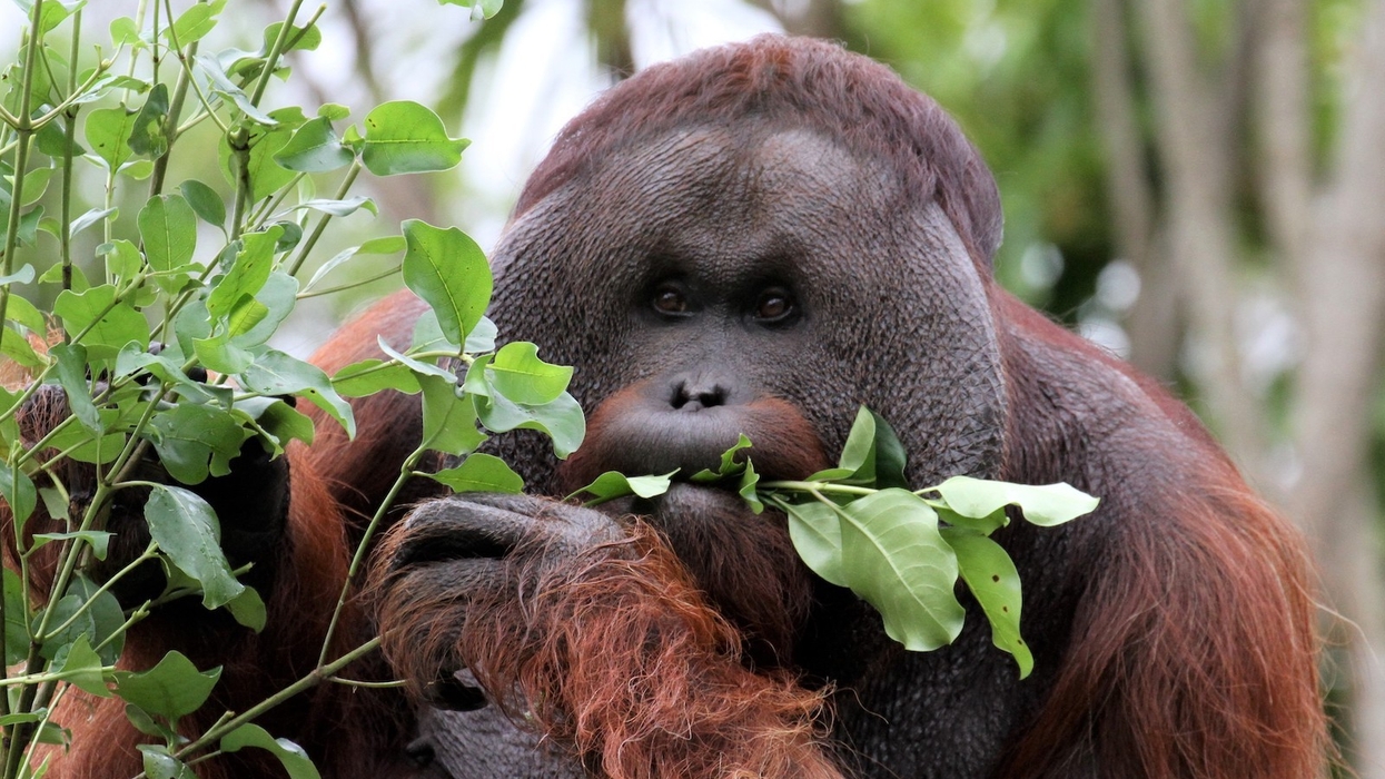 Auckland Zoo Charlie Orangutan