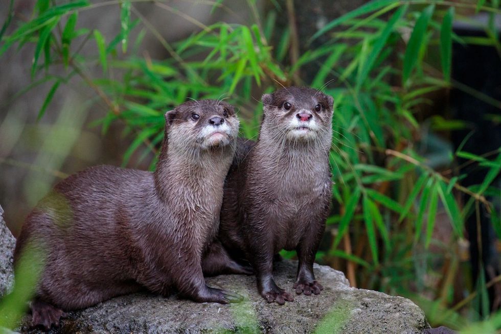 Auckland Zoo Otters