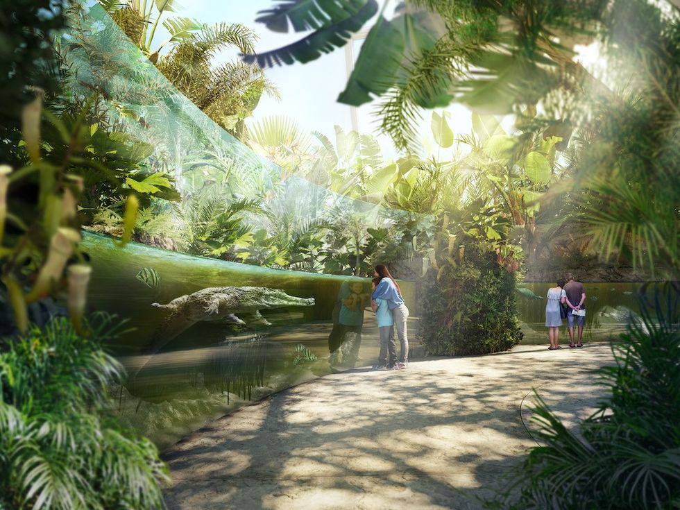 Auckland Zoo swamp forest