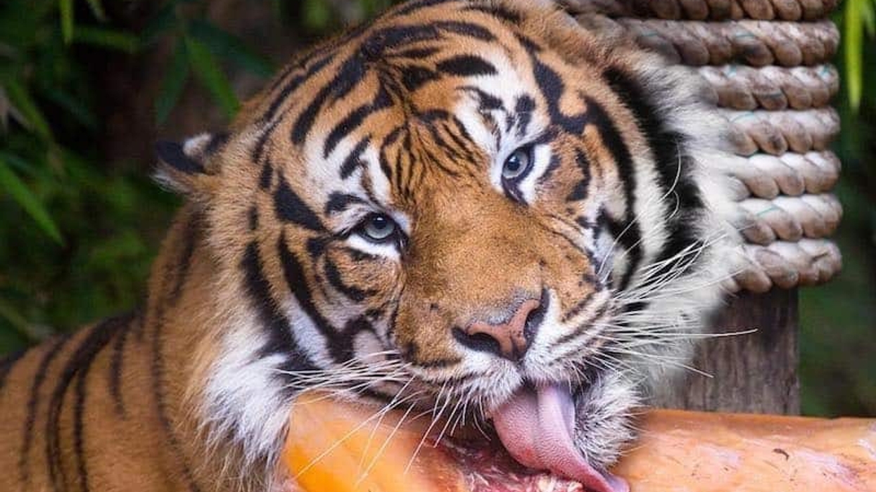 auckland zoo