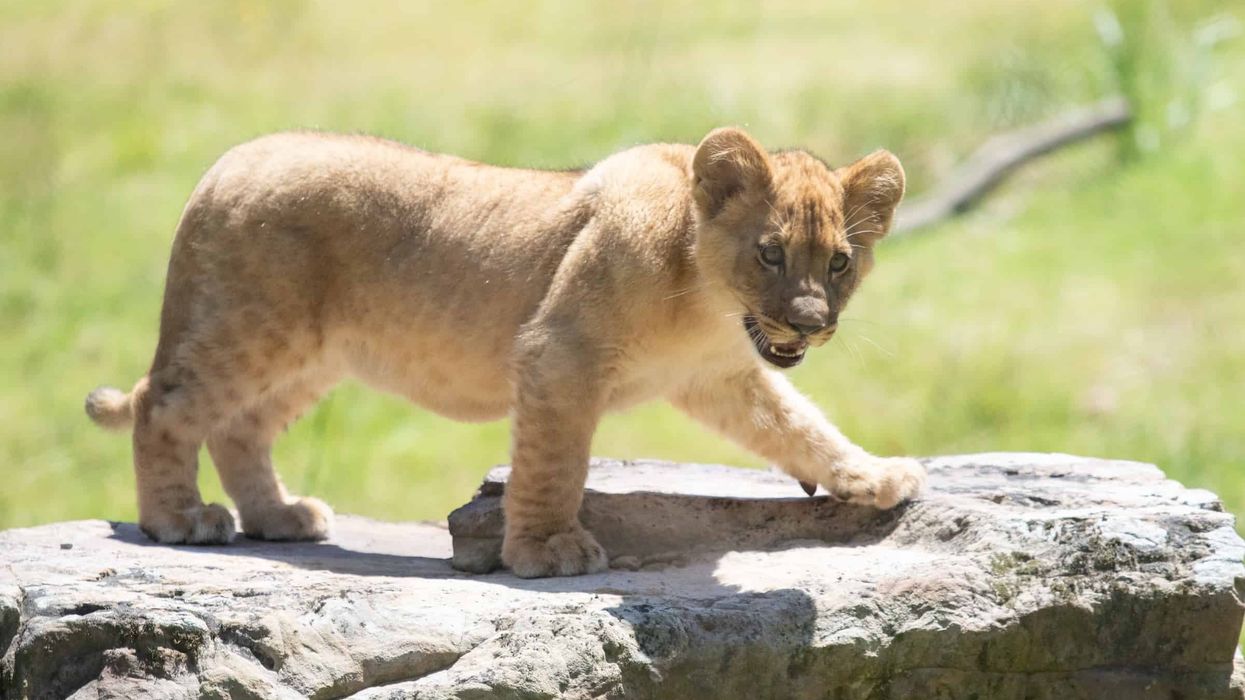 audubon lion