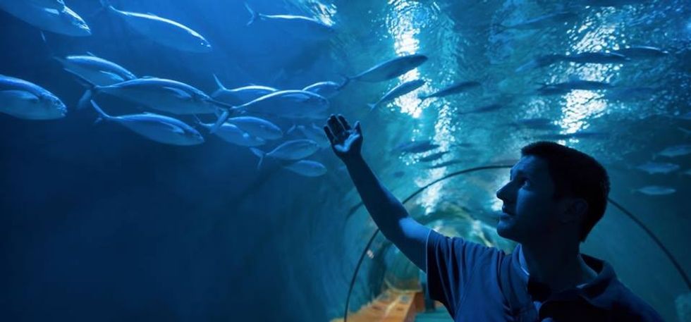 Australia's $54m Cairns Aquarium opens