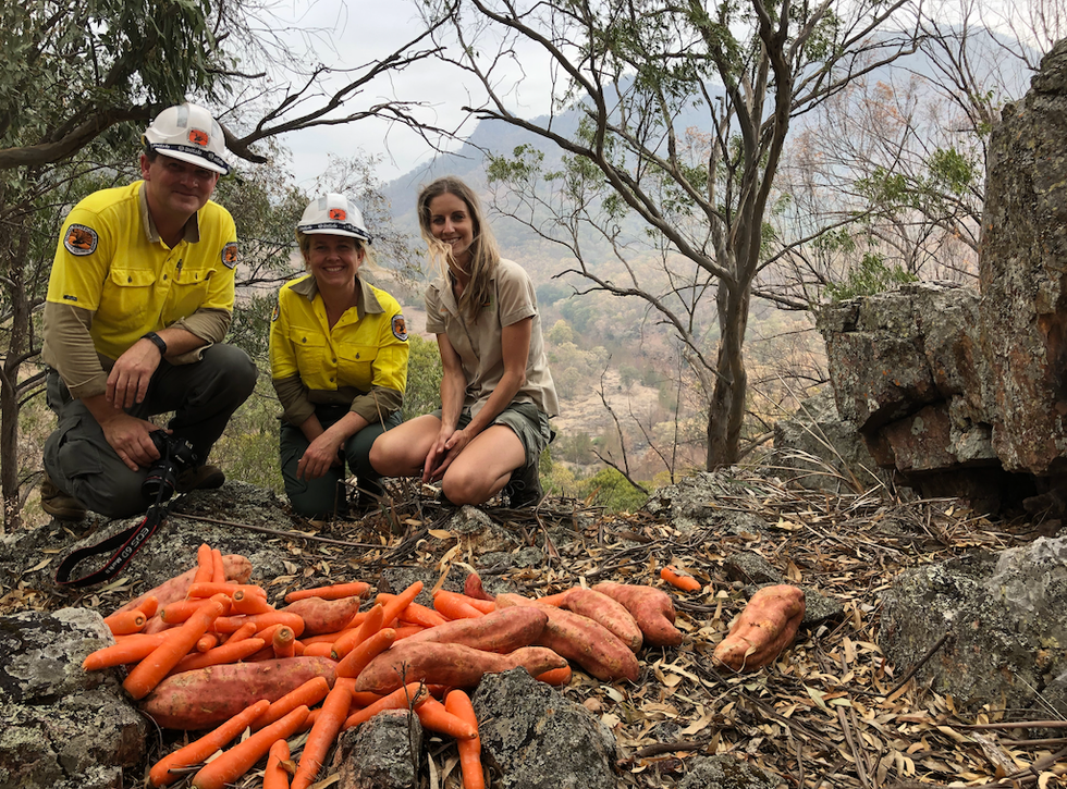 Australian Reptile Park supplementing food for rock wallabies - funded by ZAA Wildlife Conservation Fund