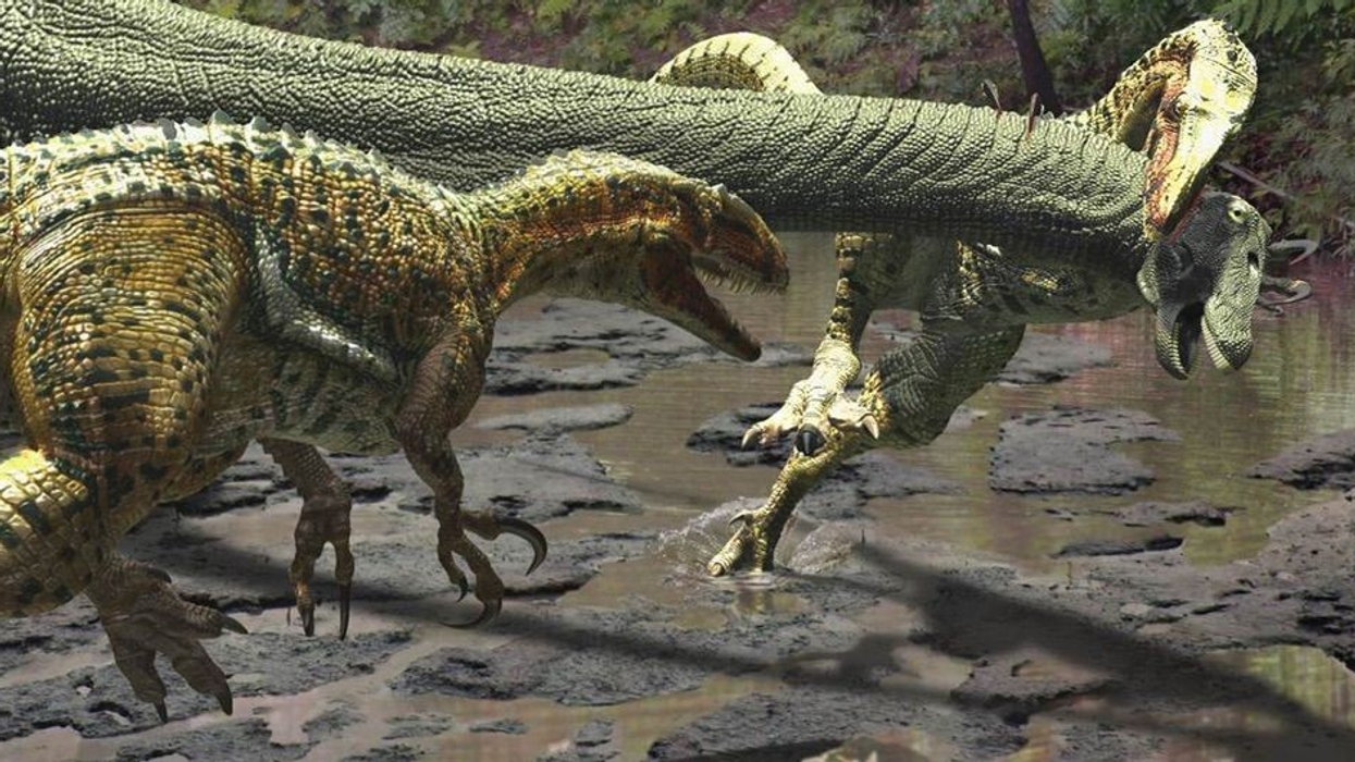 Australovenator wintonensis dinosaurs jpg (1)