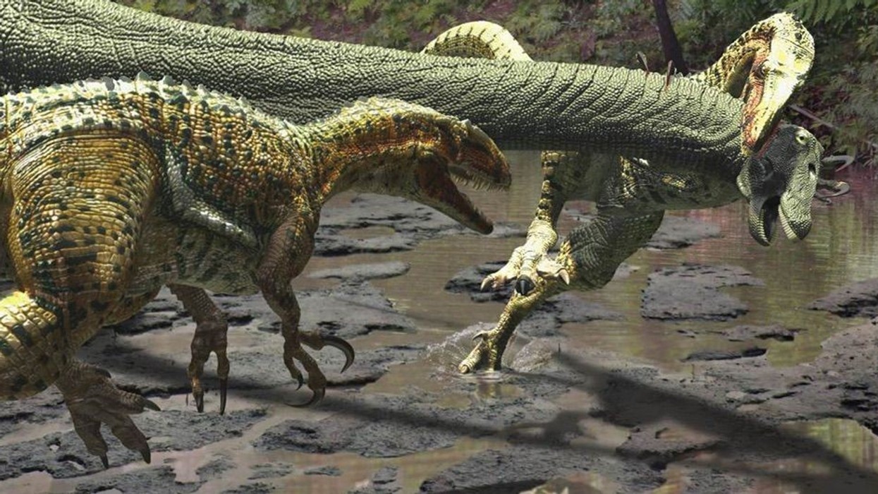 Australovenator wintonensis dinosaurs jpg (1)