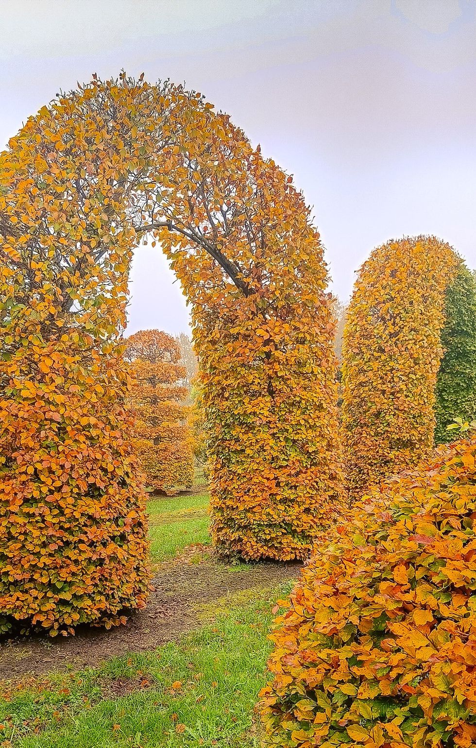 autumn tree planting van den derk