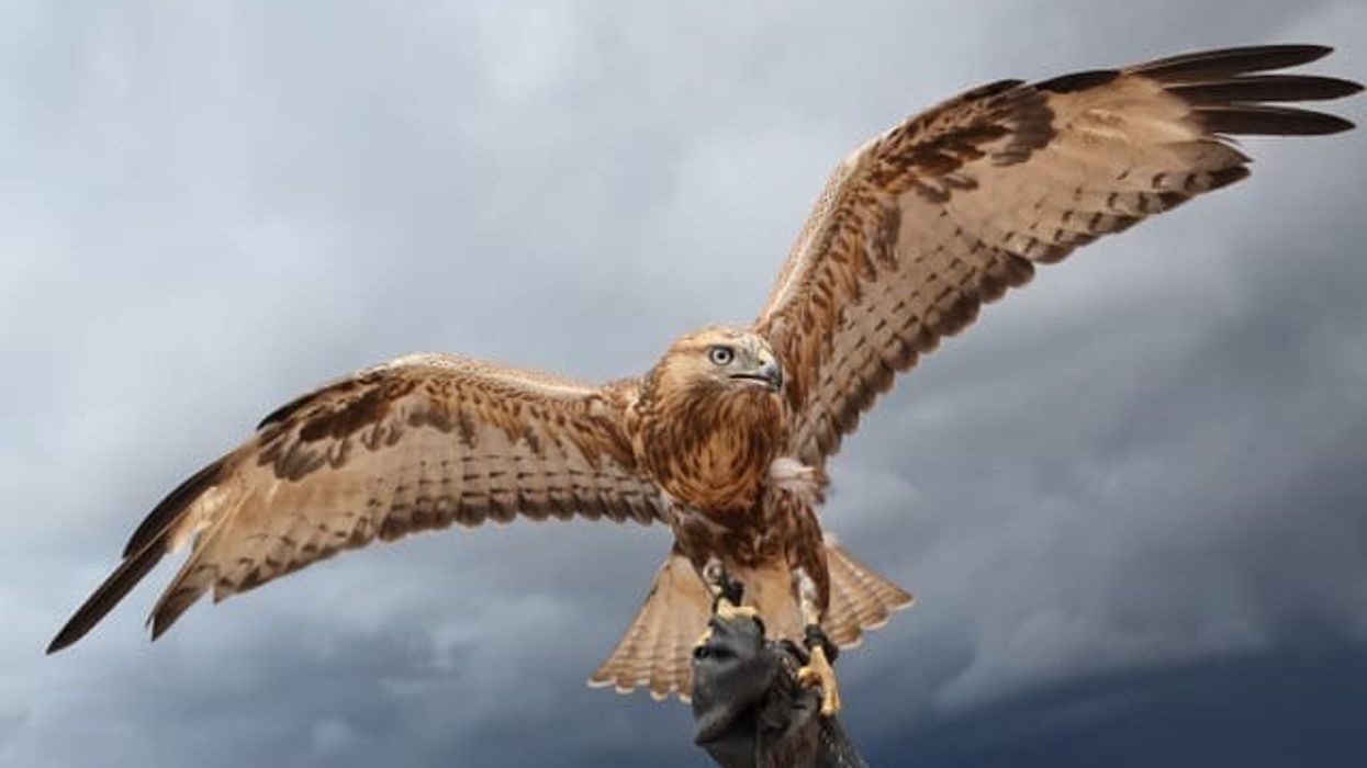 AV Spreading Wings