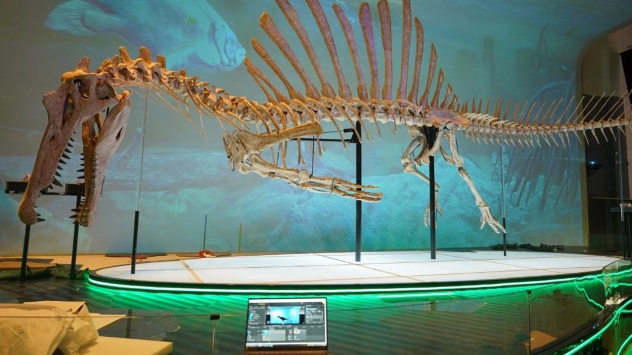 AV Stumpfl Hong Kong Dino