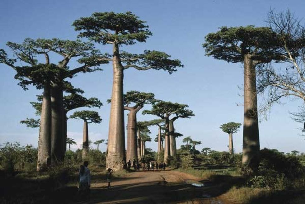 avenue boababs kew gardens
