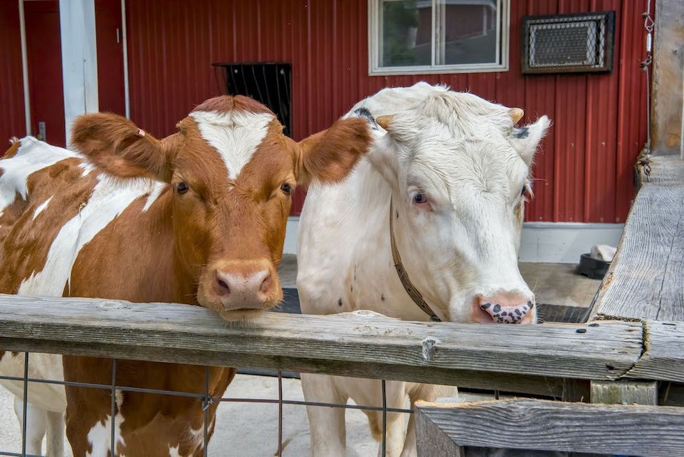 Ayrshire Cow Milwaukee County Zoo