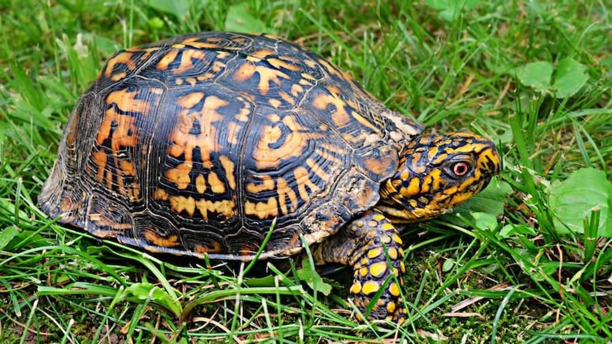 AZA highlights risk to US native turtles from trafficking