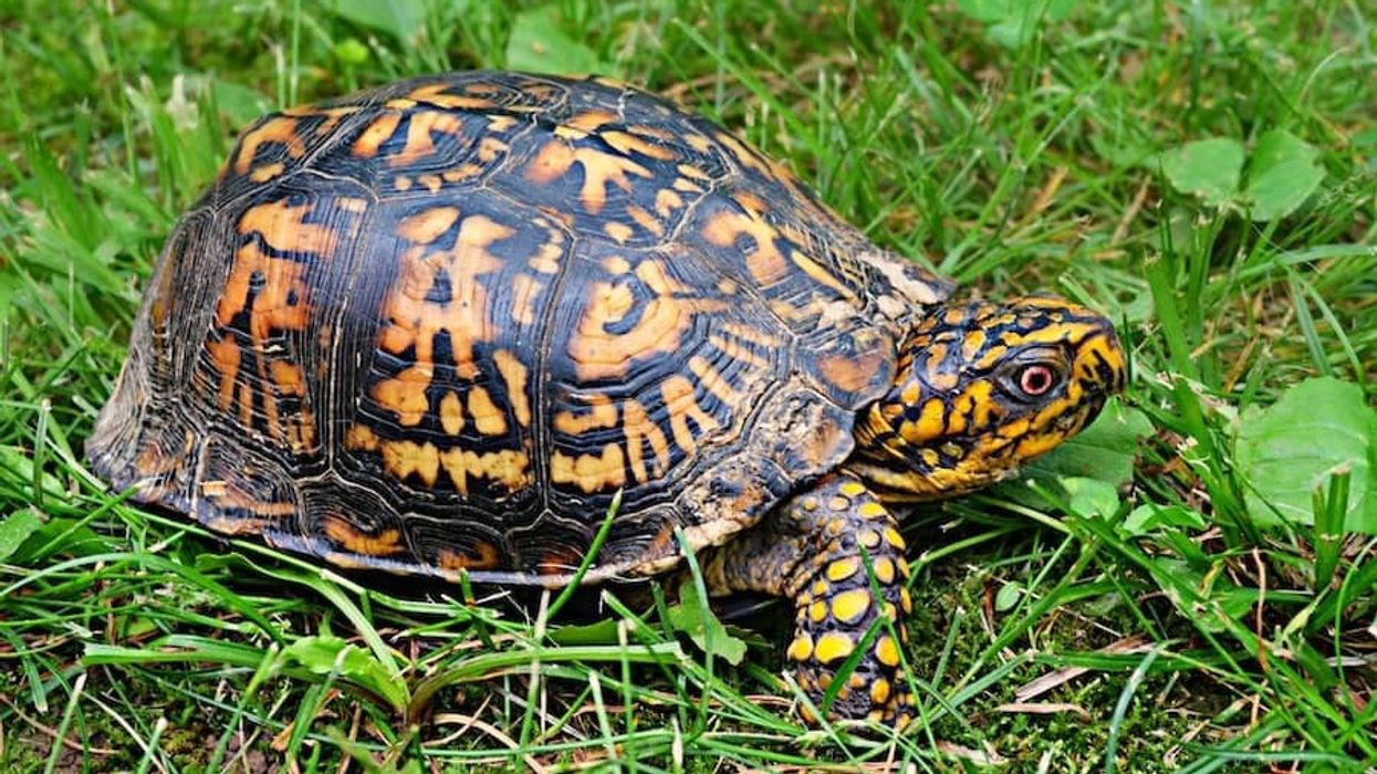 AZA highlights risk to US native turtles from trafficking