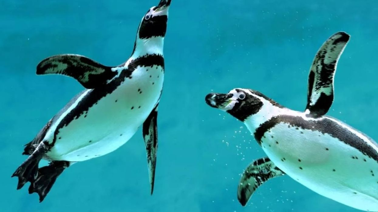 AZA Penguins