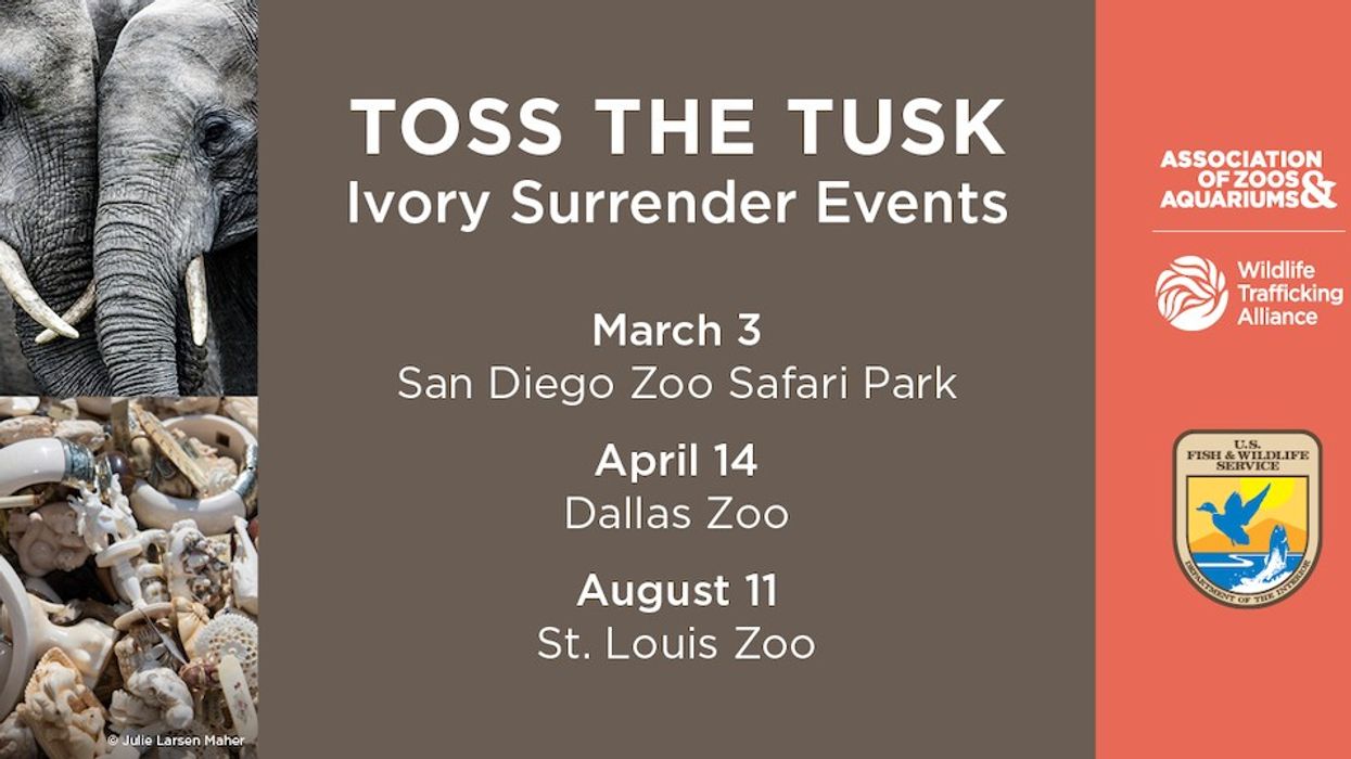 AZA toss-the-tusk_2023_