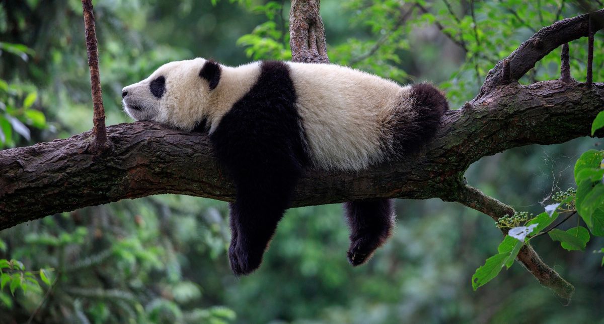 azy Panda Bear Sleeping on a Tree Branch, China Wildlife. Bifengxia nature reserve, Sichuan Province.