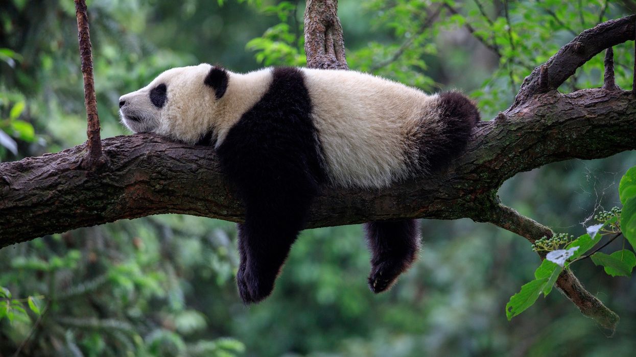 azy Panda Bear Sleeping on a Tree Branch, China Wildlife. Bifengxia nature reserve, Sichuan Province.