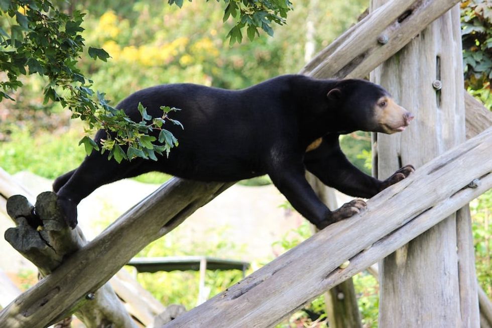 Babu_Sun bear_Edinburgh Zoo