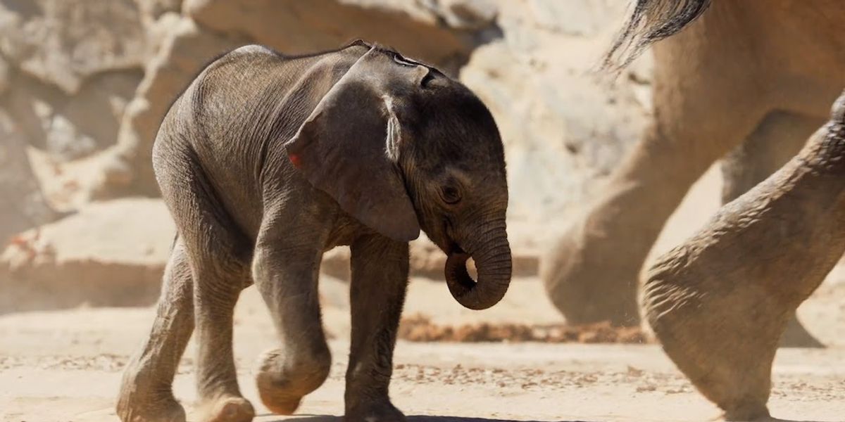 SimEx-Iwerks releases Elephants 4D: Giants of the Desert