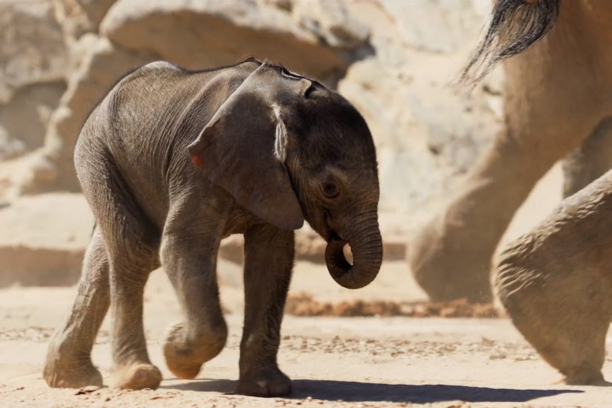 Baby elephant walking in a sandy area with adult elephant's legs nearby.