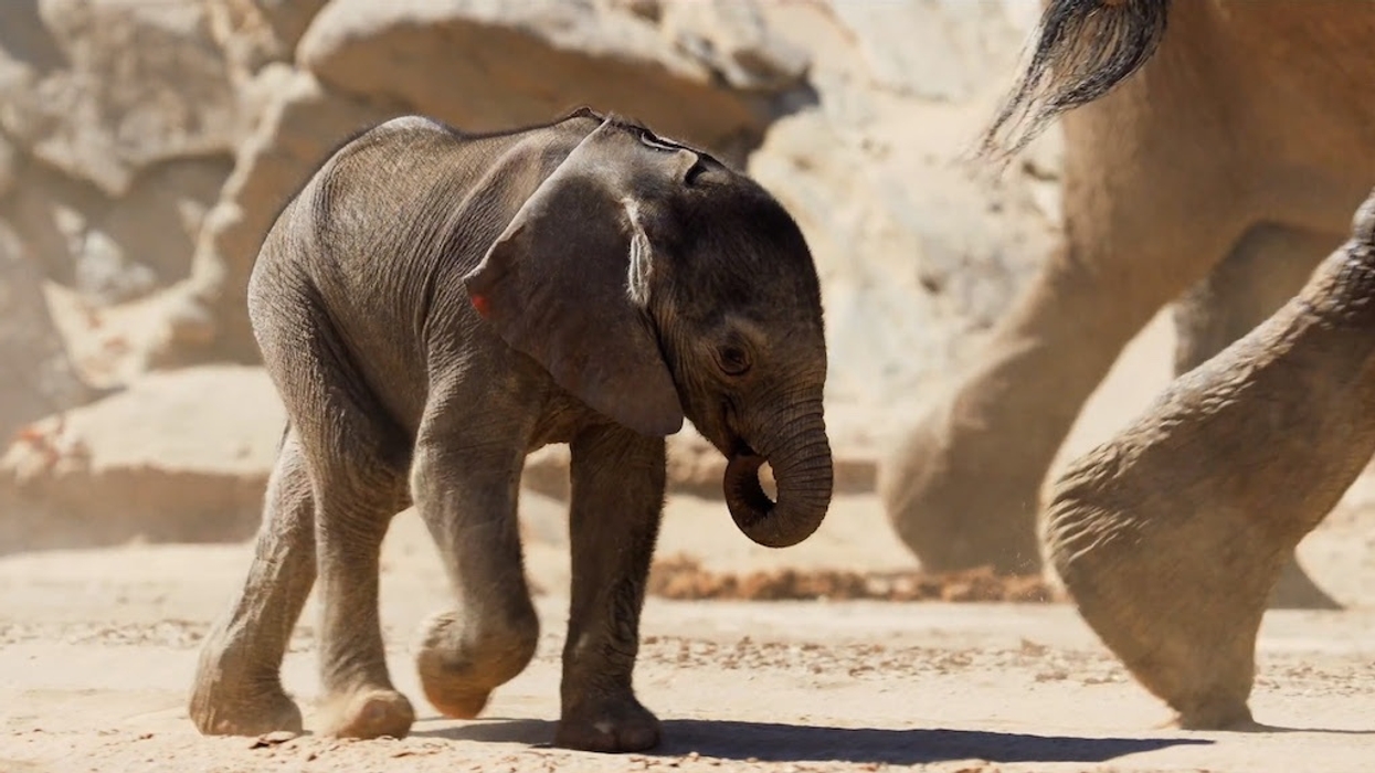 Baby elephant walking in a sandy area with adult elephant's legs nearby.