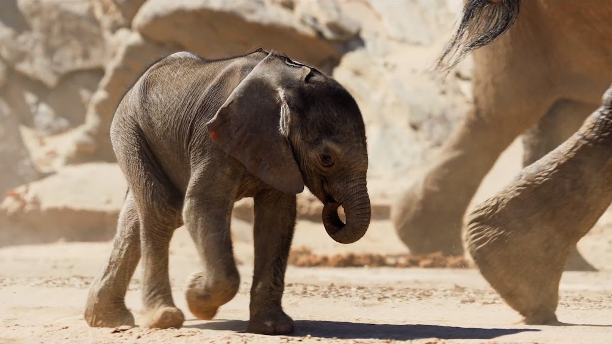 Baby elephant walking in a sandy area with adult elephant's legs nearby.