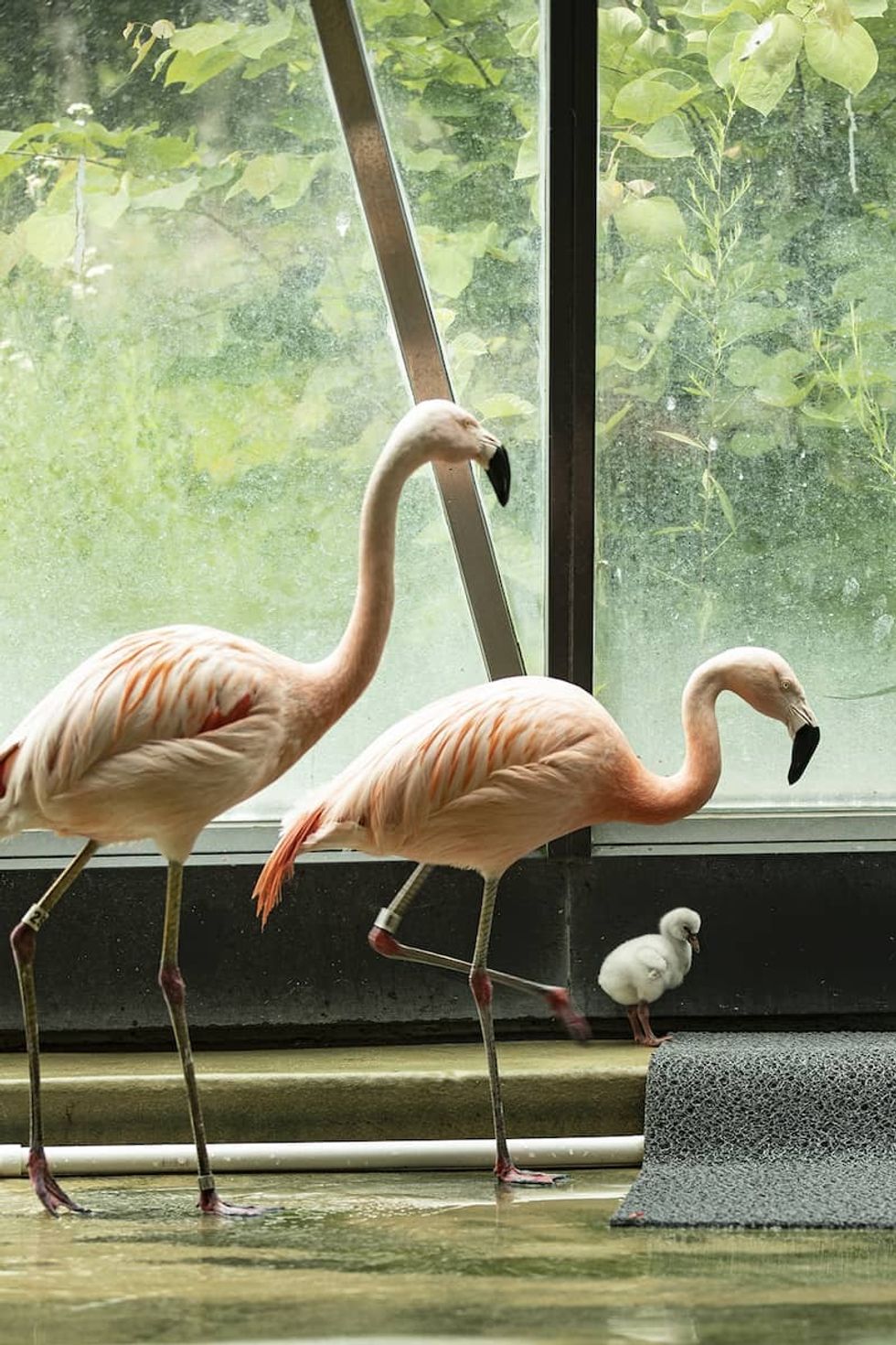 Baby flamingo Lincoln Park Zoo