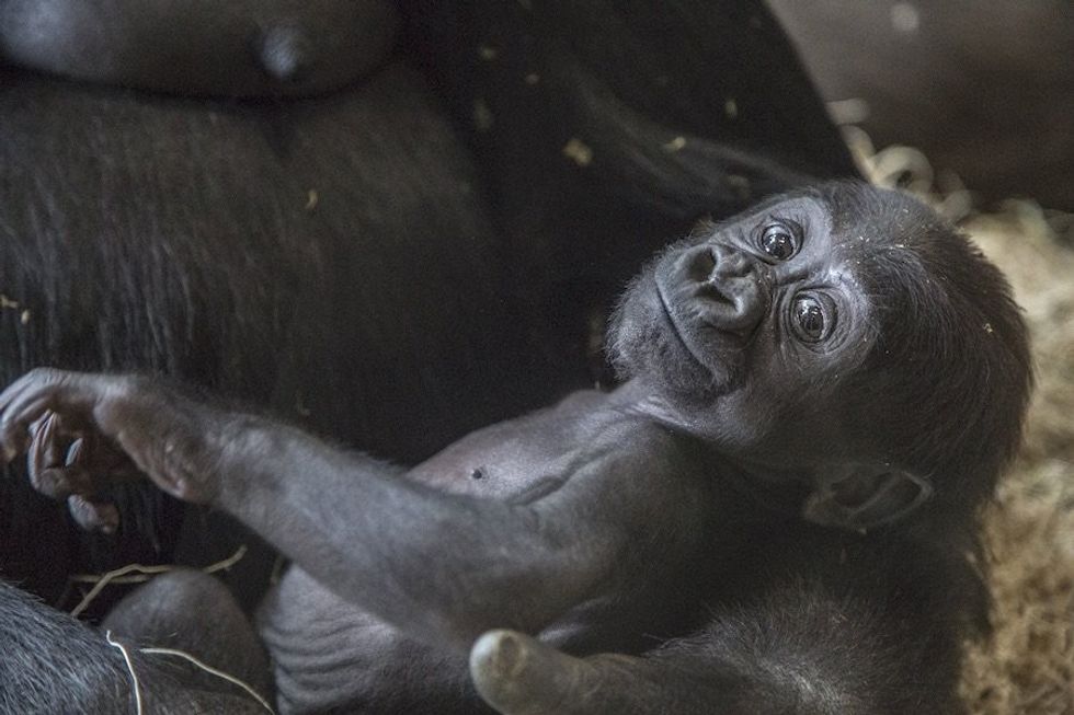 baby_gorilla-lincoln park zoo