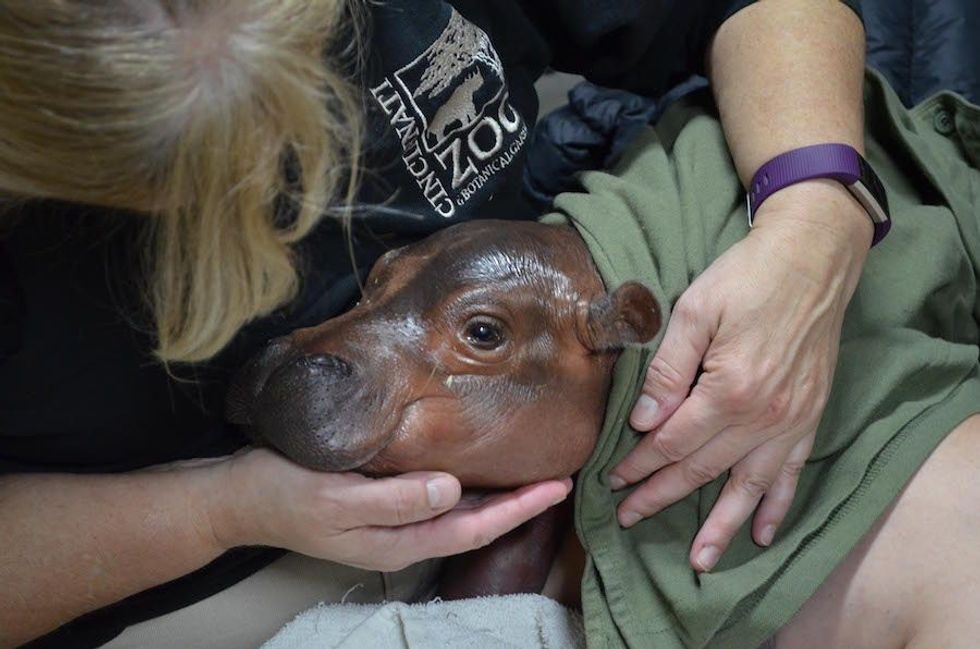 baby hippo fiona cincinnati zoo trust