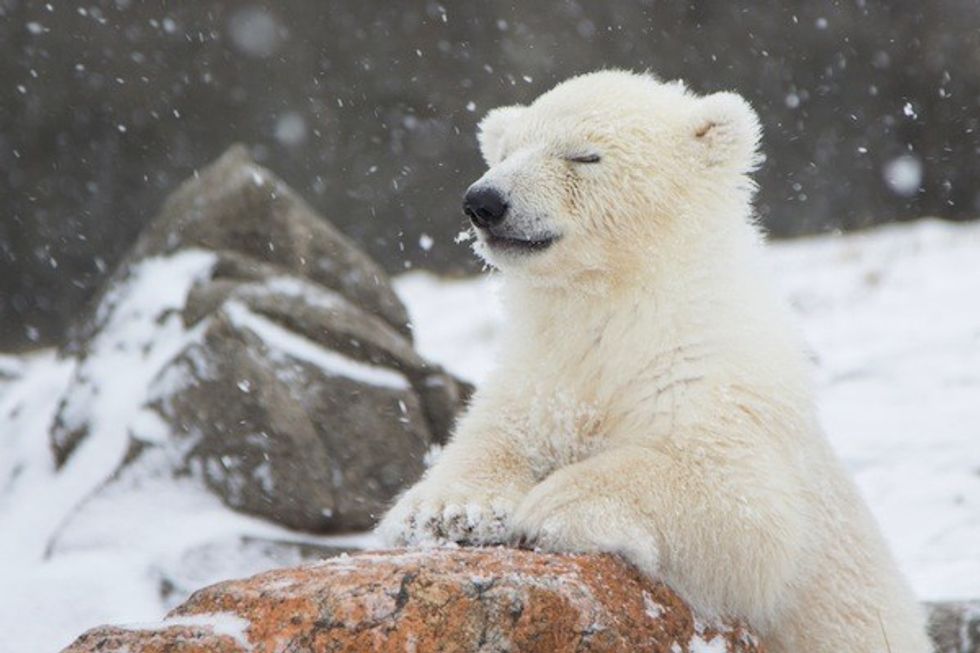 baby polar bear at smithsonian zoo