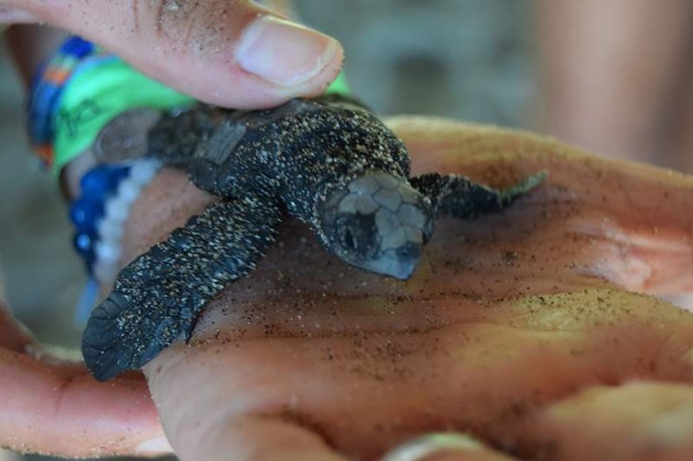 baby turtle conservation programme supported by clear reef social fund