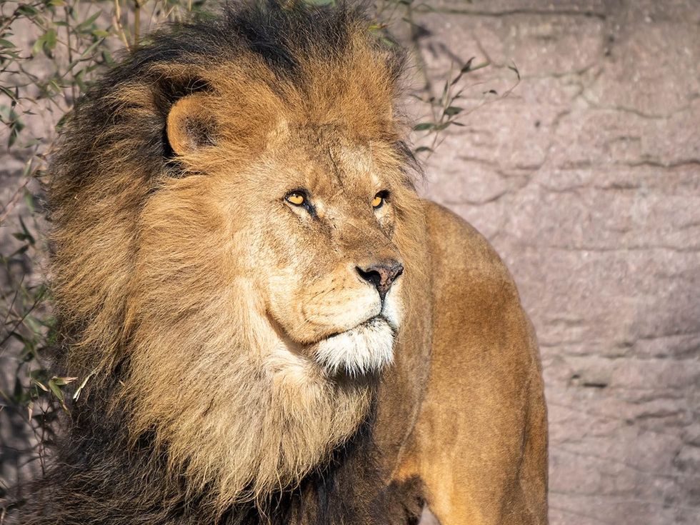 Bailey the lion