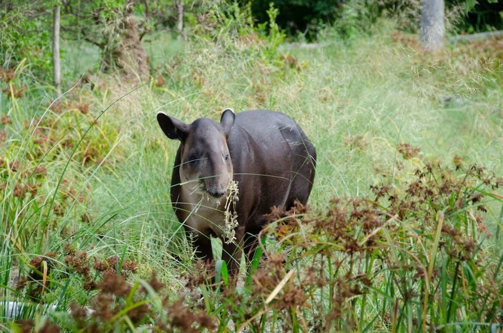 Baird's Tapir Houston Zoo