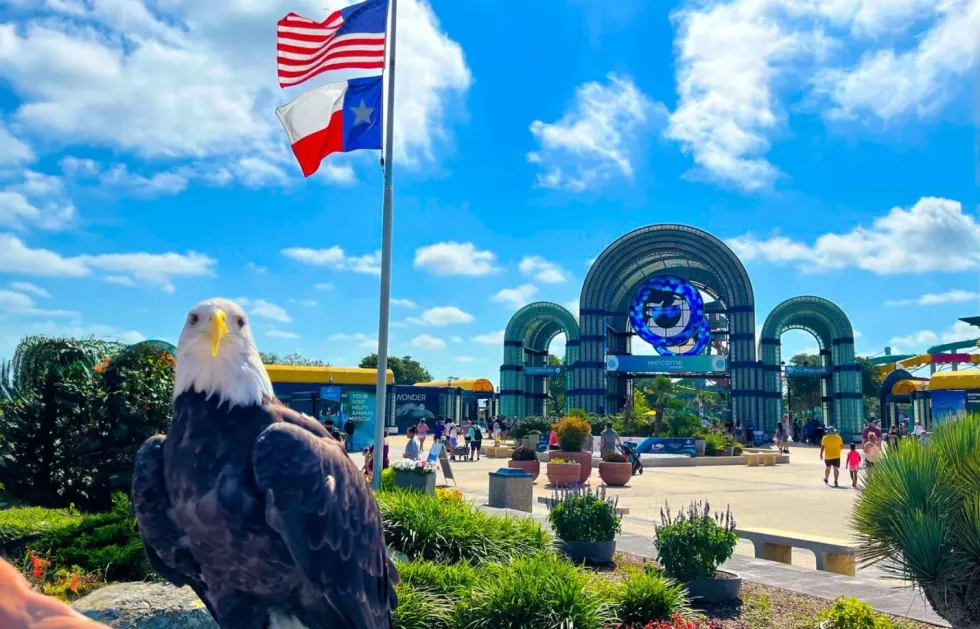Bald eagle perched with flags, people, and arches behind on a sunny day at SeaWorld San Antonio