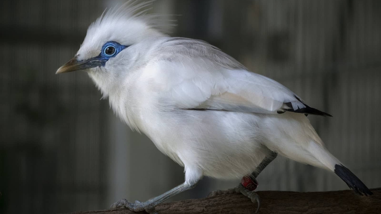 Bali myna starling_LA Zoo
