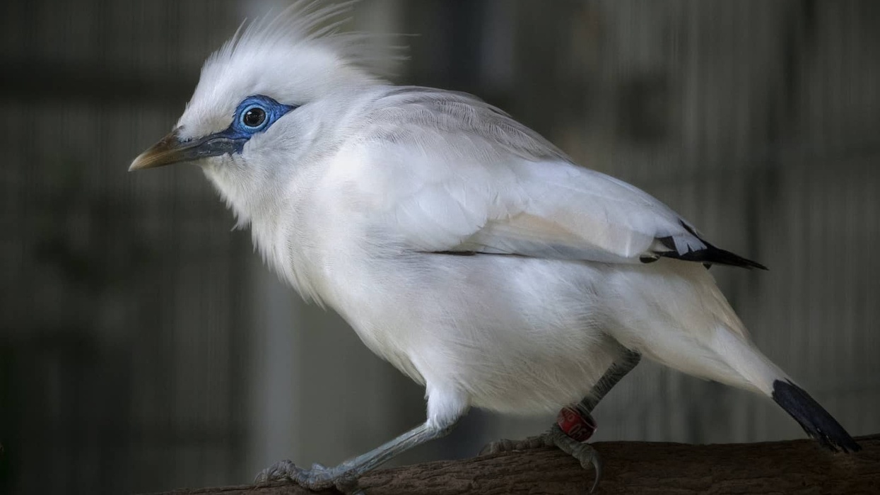 Bali myna starling_LA Zoo