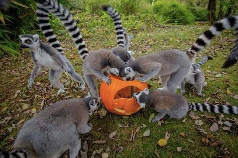 BALPPA_Halloween-fun-at-Dudley-Zoo