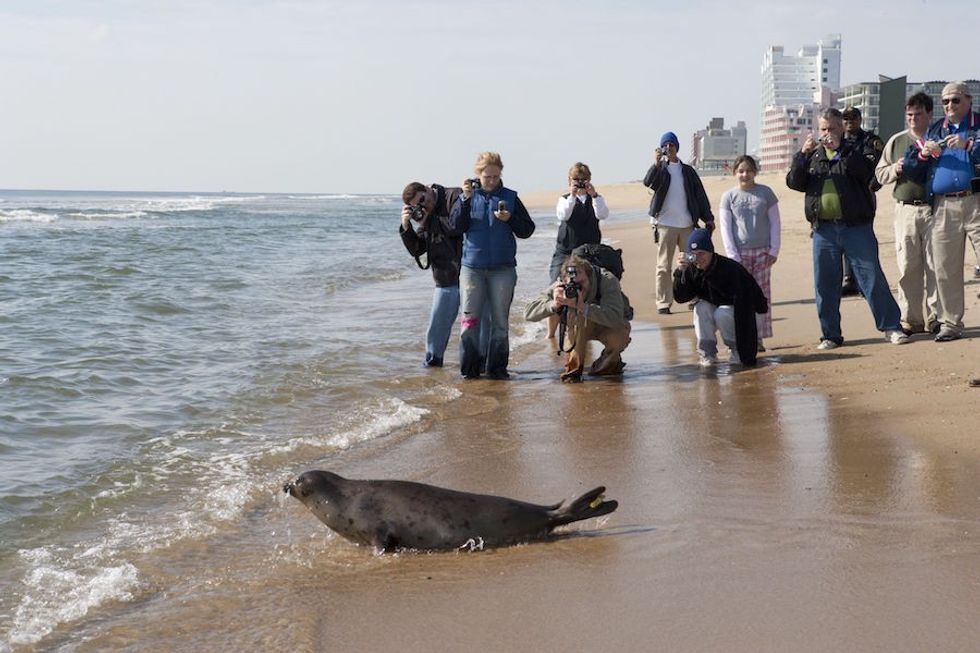 baltimore aquarium seal release on beach