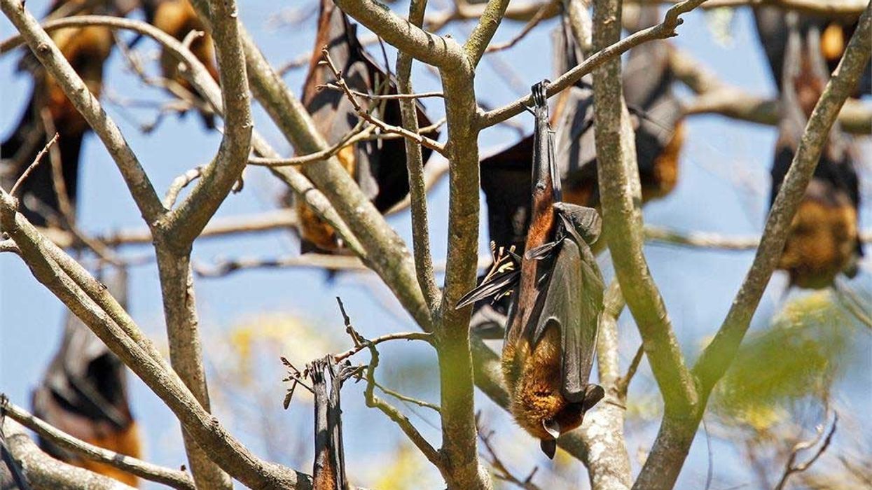 Bannerghatta National Park may gain night safari