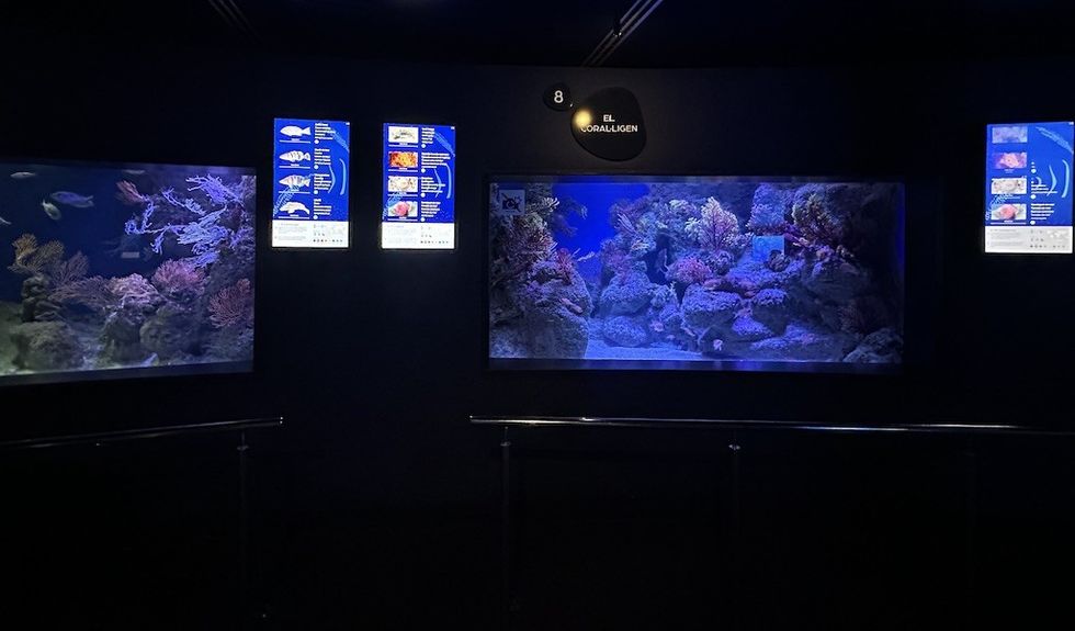 Barcelona aquarium display with corals and marine species information panels.