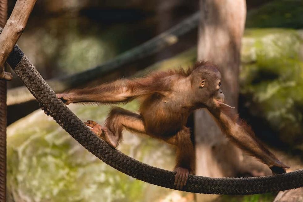 Barcelona Zoo animalist