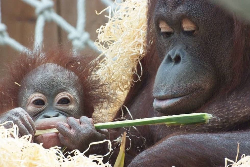 Barcelona Zoo Animalist