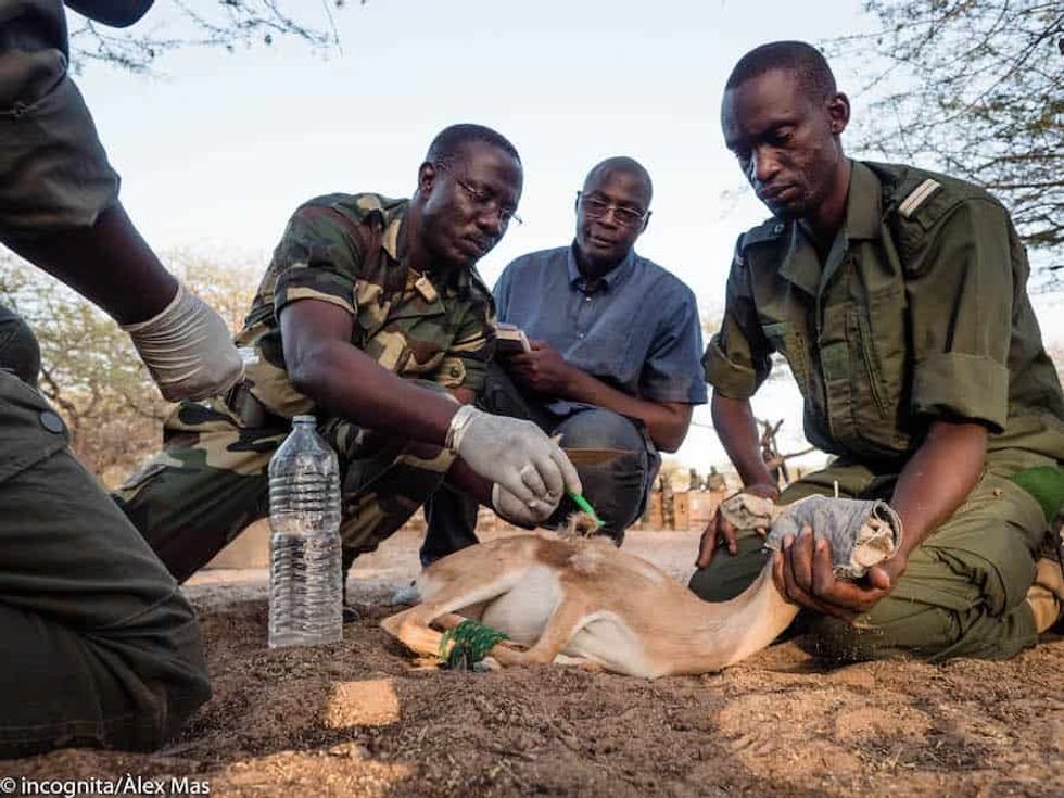Barcelona Zoo in situ conservation with Dorcas gazelle