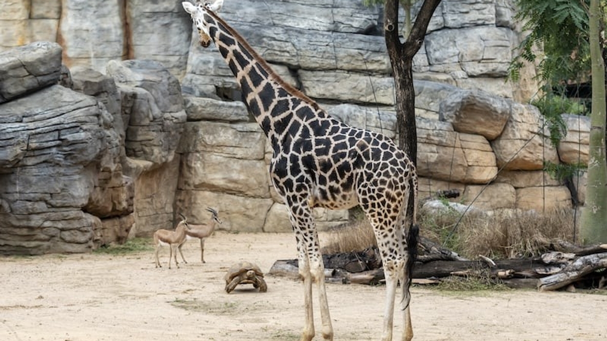 barcelona zoo