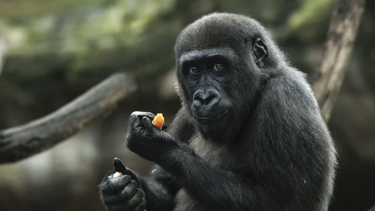 Barcelona Zoo