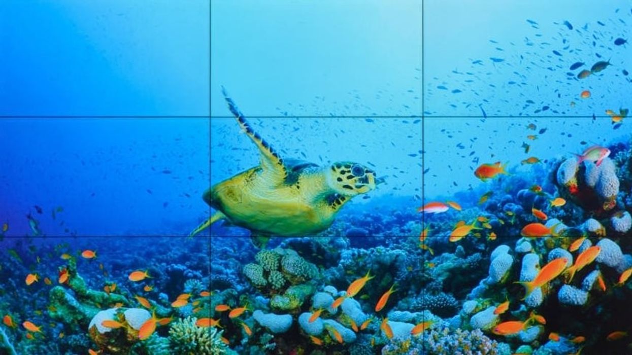 barco unisee LCD wall featuring turtle underwater