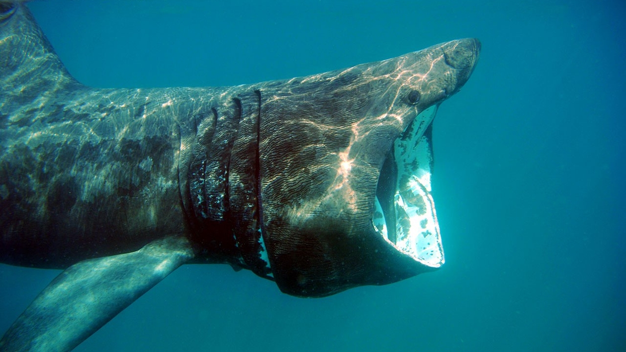 basking shark the shark trust