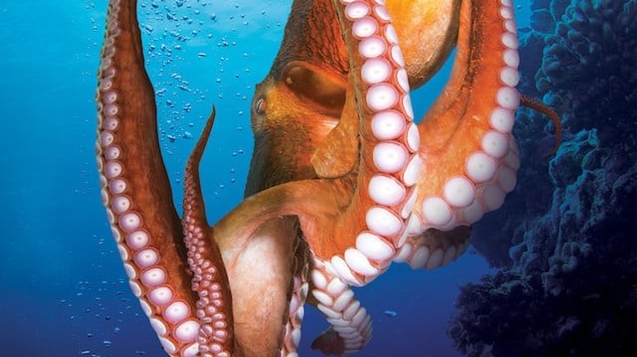 BBC Earth Blue Planet Octopus Poster