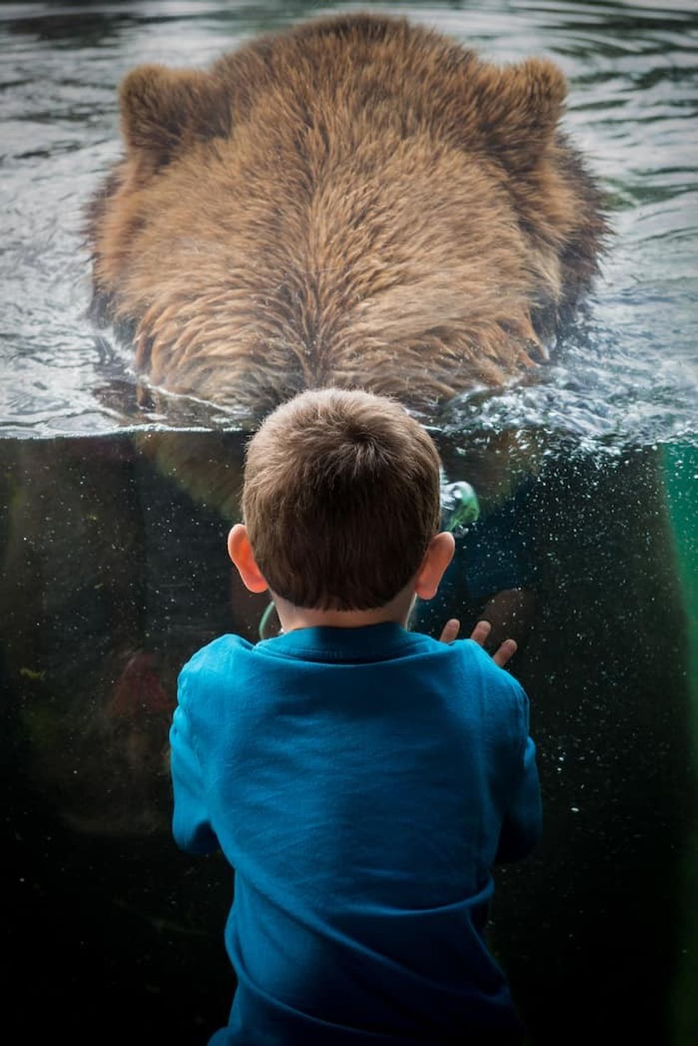 Bear and young visitor Columbus Zoo and Aquarium