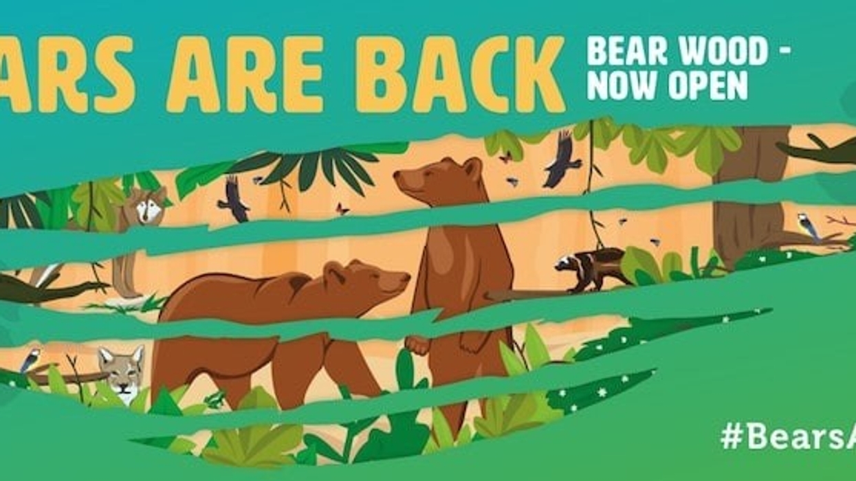 bear wood wild place project bristol