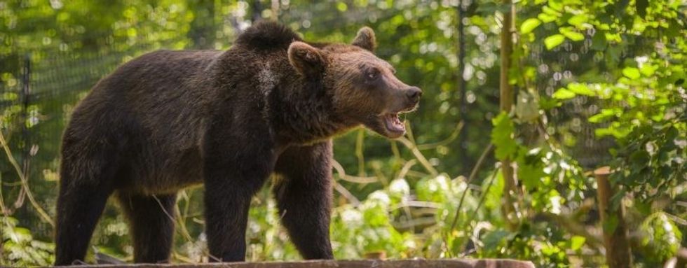 bear wood wild place project